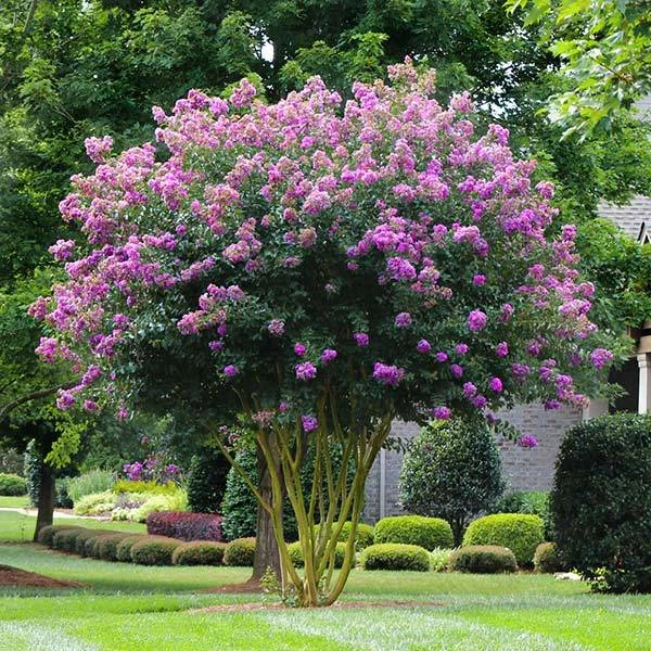 Muskogee Crape Myrtle Tree 1 Muskogee Crape Myrtle Tree