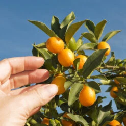 Nagami Kumquat Tree 8 Nagami Kumquat Tree -Evergreen Trees Sales Store Nagami Kumquat 1 FGT 53154ba8 d115 4c13 bdd7 2e152c12e263