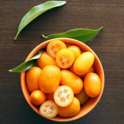 Nagami Kumquat Tree 11 Nagami Kumquat Tree -Evergreen Trees Sales Store Nagami Kumquat 5 FGT