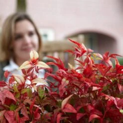 Fire Power Nandina Shrub -Evergreen Trees Sales Store Nandina Firepower 1