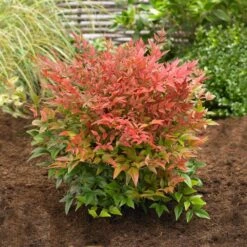 Obsession™ Nandina Shrub -Evergreen Trees Sales Store Nandina Obsession 2