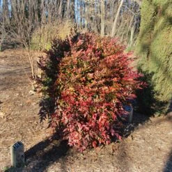 Obsession™ Nandina Shrub -Evergreen Trees Sales Store Nandina Obsession 3