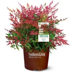 Obsession™ Nandina Shrub -Evergreen Trees Sales Store Nandina Obsession 4