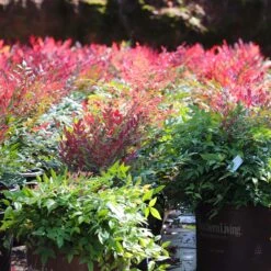 Obsession™ Nandina Shrub -Evergreen Trees Sales Store Nandina Obsession 7 FGT