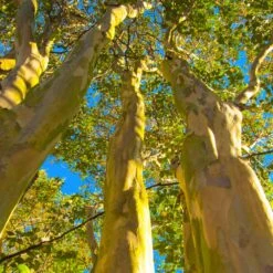 Natchez Crape Myrtle Tree -Evergreen Trees Sales Store Natchez Crape Myrtle