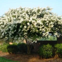 Natchez Crape Myrtle Tree -Evergreen Trees Sales Store Natchez Crape Myrtle 1 FGT