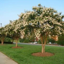 Natchez Crape Myrtle Tree -Evergreen Trees Sales Store Natchez Crape Myrtle 8 FGT
