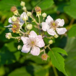 Navaho Blackberry 8 Navaho Blackberry -Evergreen Trees Sales Store Navaho Blackberry 1