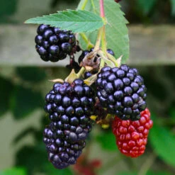 Navaho Blackberry 7 Navaho Blackberry -Evergreen Trees Sales Store Navaho Blackberry 5