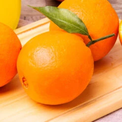 Navel Orange Tree - USDA Organic -Evergreen Trees Sales Store Navel Orange 2 FGT 14629529 59ec 469f 9eb9 2f95d6d1513b