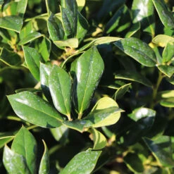 Needlepoint Holly -Evergreen Trees Sales Store Needlepoint Holly 4