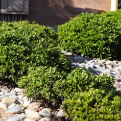 Needlepoint Holly -Evergreen Trees Sales Store Needlepoint Holly 5