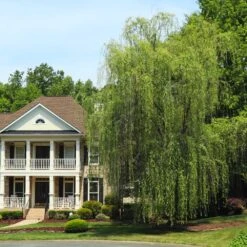 Niobe Golden Weeping Willow -Evergreen Trees Sales Store Niobe weeping willow 3