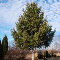 Norway Spruce Tree -Evergreen Trees Sales Store Norway Spruce 2 FGT