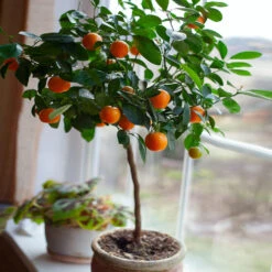 Nules Clementine Tree - USDA Organic 6 Nules Clementine Tree - USDA Organic -Evergreen Trees Sales Store Nules Clementine 2 FGT