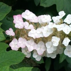 Oakleaf Hydrangea Shrub -Evergreen Trees Sales Store OAKLEAF FGT THUMB a396bc6d 9d3c 49ac 82c6 f1db3d28bb3d