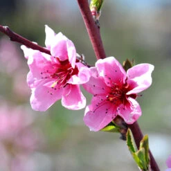 Indian Free White Peach Tree -Evergreen Trees Sales Store OHenry Peach 1 a8c9af02 394c 42ec 8c32 10aa2bbdcc4b