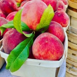 O'Henry Peach Tree -Evergreen Trees Sales Store OHenry Peach 3