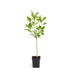 Calamondin Tree -Evergreen Trees Sales Store ORG CAL 12 1QT
