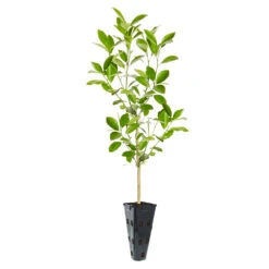 Calamondin Tree -Evergreen Trees Sales Store ORG CAL 23 C