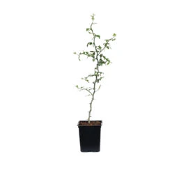 Hardy Orange Tree 'Flying Dragon' -Evergreen Trees Sales Store ORG JHO 12 1QT