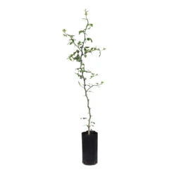 Hardy Orange Tree 'Flying Dragon' -Evergreen Trees Sales Store ORG JHO 23 C