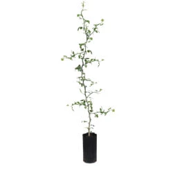 Hardy Orange Tree 'Flying Dragon' -Evergreen Trees Sales Store ORG JHO 34 C