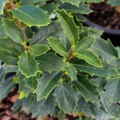 Oak Leaf™ Holly Tree 6 Oak Leaf™ Holly Tree -Evergreen Trees Sales Store Oak Leaf Holly 3