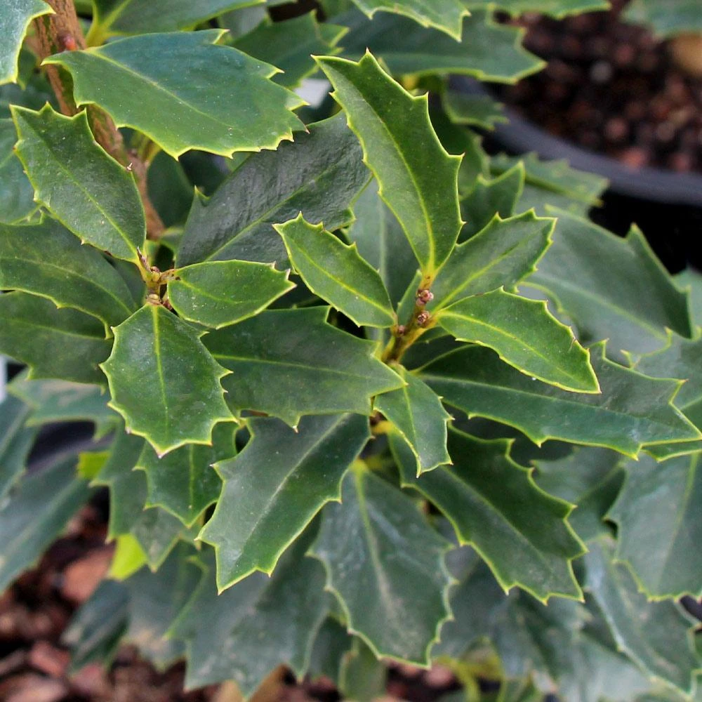 Oak Leaf™ Holly Tree 3 Oak Leaf™ Holly Tree - Image 3