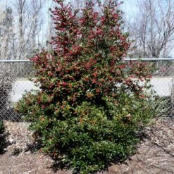 Oak Leaf™ Holly Tree 7 Oak Leaf™ Holly Tree -Evergreen Trees Sales Store Oak Leaf Holly 4
