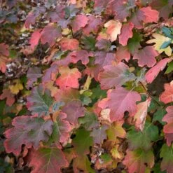 Oakleaf Hydrangea Shrub -Evergreen Trees Sales Store Oakleaf Hydrangea 2 FGT