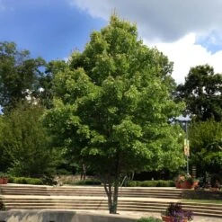 October Glory Red Maple Tree -Evergreen Trees Sales Store October Glory Maple 1 FGT