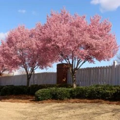 Okame Cherry Tree -Evergreen Trees Sales Store Okame Cherry 02 FGT
