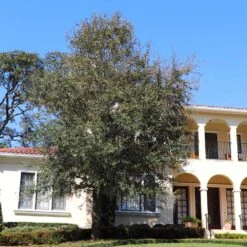 Oliana Olive Tree -Evergreen Trees Sales Store Oliana Olive 2