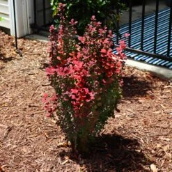 Orange Rocket Barberry Shrub -Evergreen Trees Sales Store Orange Rocket Barberry 5 FGT