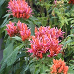 Orange Shrimp Plant -Evergreen Trees Sales Store Orange Shrim plant 2 BB