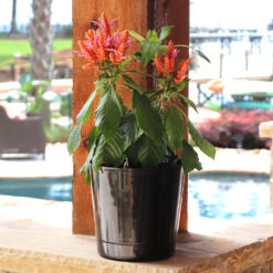 Orange Shrimp Plant -Evergreen Trees Sales Store Orange Shrim plant 3