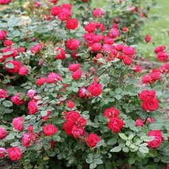 Oso Easy® Double Red Rose 7 Oso Easy® Double Red Rose -Evergreen Trees Sales Store Oso Double Red Rose 1