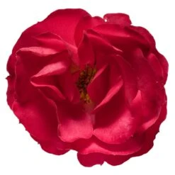 Oso Easy® Double Red Rose 8 Oso Easy® Double Red Rose -Evergreen Trees Sales Store Oso Double Red Rose 3