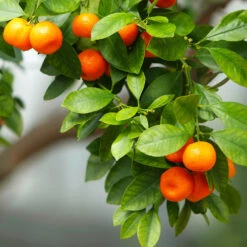 Owari Satsuma Mandarin Tree -Evergreen Trees Sales Store Owari Satsuma Mandarin 3