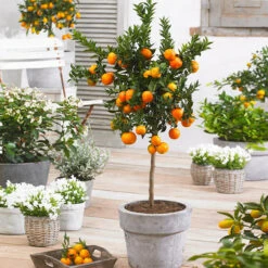 Evergreen Trees Sales Store 4 Owari Satsuma Mandarin Tree