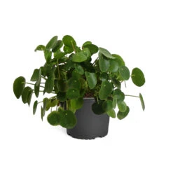 Pilea Peperomioides (Pancake Plant) 12 Pilea Peperomioides (Pancake Plant) -Evergreen Trees Sales Store PIL PEP1 standard pot