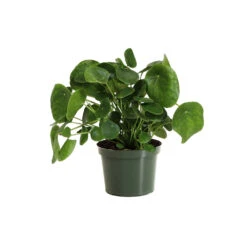 Pilea Peperomioides (Pancake Plant) 13 Pilea Peperomioides (Pancake Plant) -Evergreen Trees Sales Store PIL PEP6 standard pot