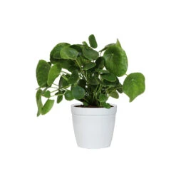 Pilea Peperomioides (Pancake Plant) 11 Pilea Peperomioides (Pancake Plant) -Evergreen Trees Sales Store PIL PEP6 white delilah