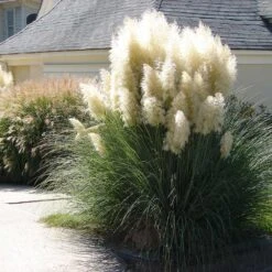 Pampas Grass 5 Pampas Grass -Evergreen Trees Sales Store Pampas Grass 4 FGT