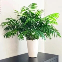 Air-Purifying House Plant Kit -Evergreen Trees Sales Store Parlor Palm 1 FGT 9892e9fa 6353 4f8b 9408 ebc964ef0bf6