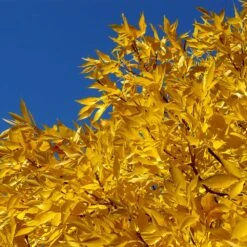 Patmore Green Ash Tree -Evergreen Trees Sales Store Patmore Green Ash 2