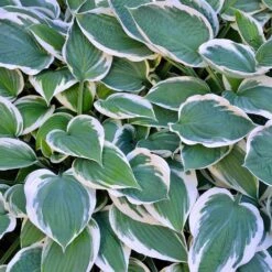 Patriot Hosta Plant 5 Patriot Hosta Plant -Evergreen Trees Sales Store Patriot Hosta 3