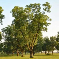 Pawnee Pecan Tree 6 Pawnee Pecan Tree -Evergreen Trees Sales Store Pawnee Pecan 5 FGT