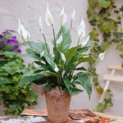 Peace Lily Plant -Evergreen Trees Sales Store Peace Lily 3